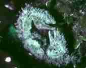 The porcelean crab (Porcellana platycheles)